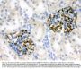 Anti-Nestin Antibody Picoband®
