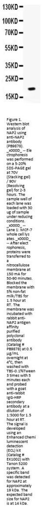 Anti-NAP2/PPBP Antibody Picoband®