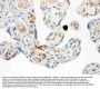 Anti-NAP2/PPBP Antibody Picoband®