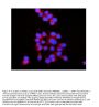 Anti-RAB7/RAB7A Antibody Picoband®
