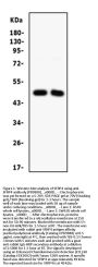 Anti-SFRP4 Antibody Picoband®