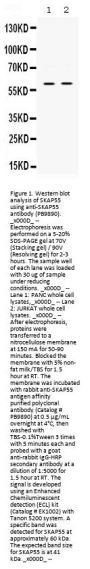 Anti-SKAP55/SKAP1 Antibody Picoband®