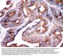 Anti-SPTLC1 Antibody Picoband®