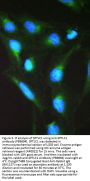 Anti-SPTLC1 Antibody Picoband®