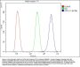 Anti-SPTLC1 Antibody Picoband®