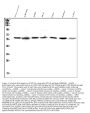 Anti-SPTLC1 Antibody Picoband®