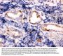 Anti-TPP1 Antibody Picoband®