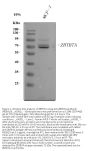 Anti-ZBTB7A Antibody Picoband®