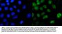 Anti-ZBTB7A Antibody Picoband®
