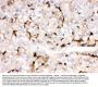 Anti-Apolipoprotein A I/APOA1 Antibody Picoband®