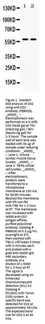 Anti-CD2/CD2 Antibody Picoband®