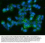 Anti-CD9 Antibody Picoband®