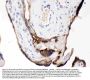 Anti-CDCP1 Antibody Picoband®