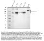 Anti-Collagen I/COL1A1 Antibody Picoband®