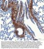 Anti-Collagen I/COL1A1 Antibody Picoband®