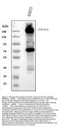 Anti-Collagen I/COL1A1 Antibody Picoband®