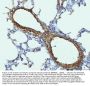 Anti-Collagen I/COL1A1 Antibody Picoband®