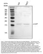 Anti-GIP Antibody Picoband®