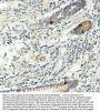 Anti-GIP Antibody Picoband®