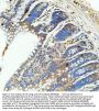 Anti-GIP Antibody Picoband®