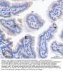 Anti-GIP Antibody Picoband®