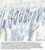 Anti-GIP Antibody Picoband®