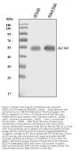 Anti-EAAT1/SLC1A3 Antibody Picoband®