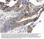 Anti-Glucose Transporter 5 GLUT5/SLC2A5 Antibody Picoband®