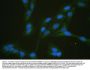 Anti-Glucose Transporter 5 GLUT5/SLC2A5 Antibody Picoband®