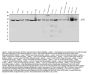 Anti-CRM1/XPO1 Antibody Picoband®
