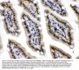 Anti-CRM1/XPO1 Antibody Picoband®