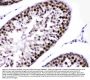 Anti-CRM1/XPO1 Antibody Picoband®