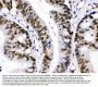 Anti-CRM1/XPO1 Antibody Picoband®