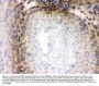 Anti-CRM1/XPO1 Antibody Picoband®