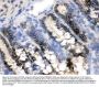 Anti-CRM1/XPO1 Antibody Picoband®