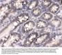 Anti-CRM1/XPO1 Antibody Picoband®