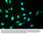 Anti-CRM1/XPO1 Antibody Picoband®