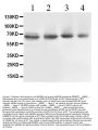 Anti-ABCB10 Antibody Picoband®