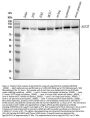 Anti-Ago2/eIF2C2 Antibody Picoband®