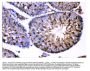 Anti-AMHR2 Antibody Picoband®