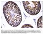 Anti-AMHR2 Antibody Picoband®