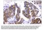 Anti-AMHR2 Antibody Picoband®