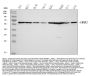 Anti-AMHR2 Antibody Picoband®