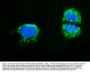 Anti-AMHR2 Antibody Picoband®
