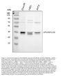 Anti-APOBEC3G Antibody Picoband®