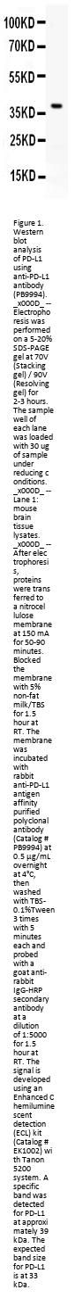 Anti-PD-L1/CD274 Antibody Picoband®