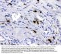 Anti-Carboxypeptidase B2/CPB2 Antibody Picoband®