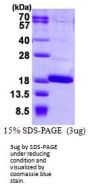 Human FABP12 Recombinant Protein