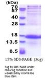 Human PCP4L1 Recombinant Protein