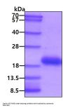 canine IL31 Recombinant Protein